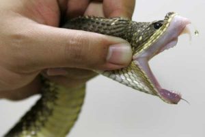 animais peçonhentos